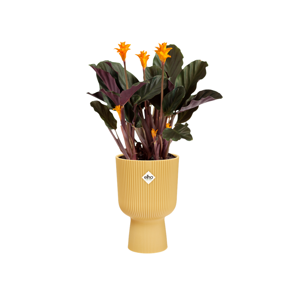 Vibes Fold Coupe 14